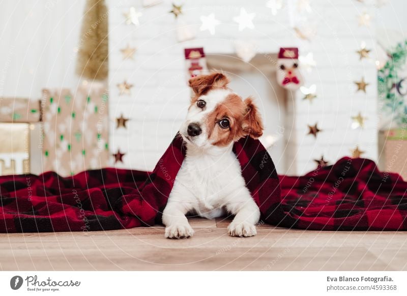 cute jack russell dog covered with red blanket sitting over christmas decoration at home or studio. Christmas time, december, white background with lights