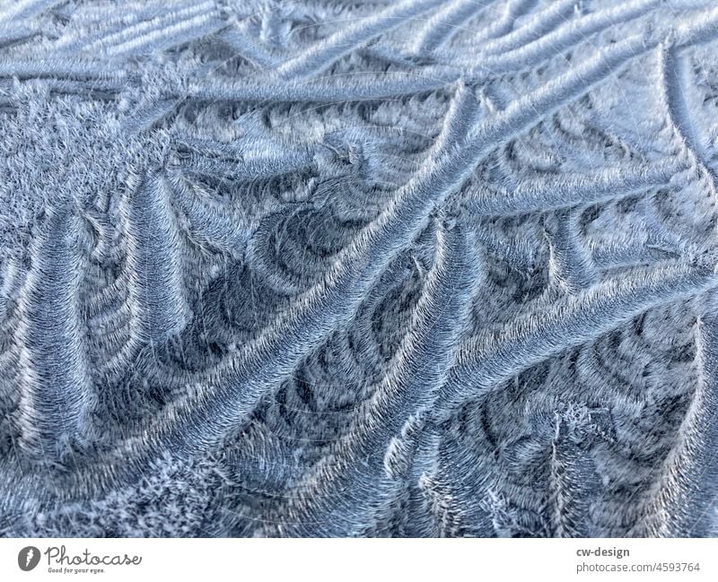 Ice flowers Contrast December light grey white silent Natural color Subdued colour Near Hoar frost Gray White Snow Freeze chill Cold Frost Winter cold snap