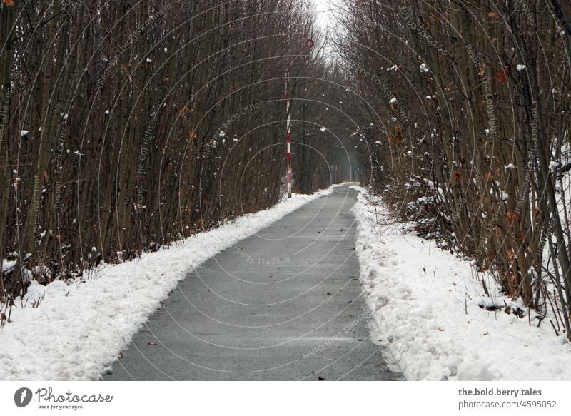 Path through the snowy forest on a gloomy day Trip Winter Snow Forest trees Nature Cold White Exterior shot Deserted Winter's day Winter mood Freeze