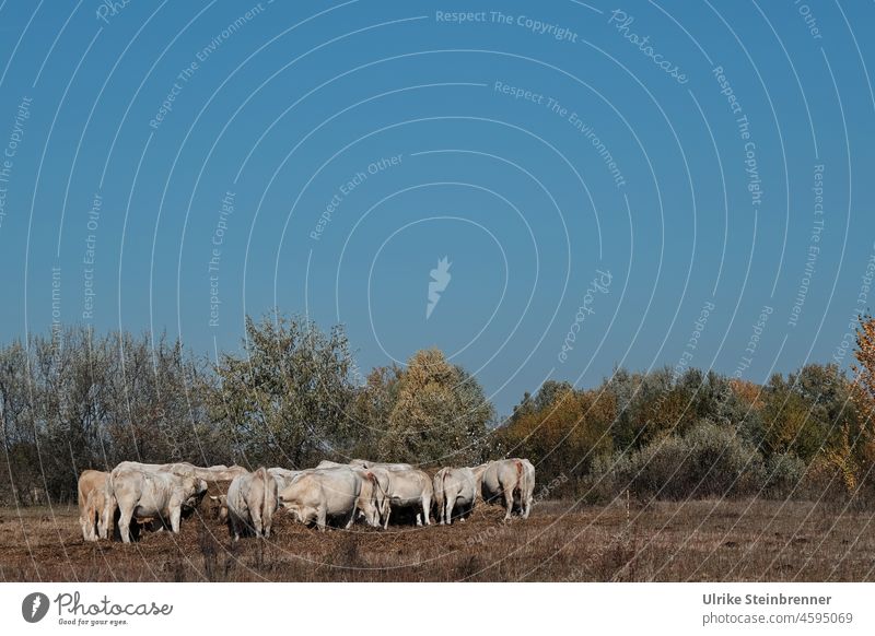 Herd of white cattle in Hungarian puszta Cattle farming Herd of cattle herd of cattle Hungary cows Puszta Nature reserve nature park nature conservation