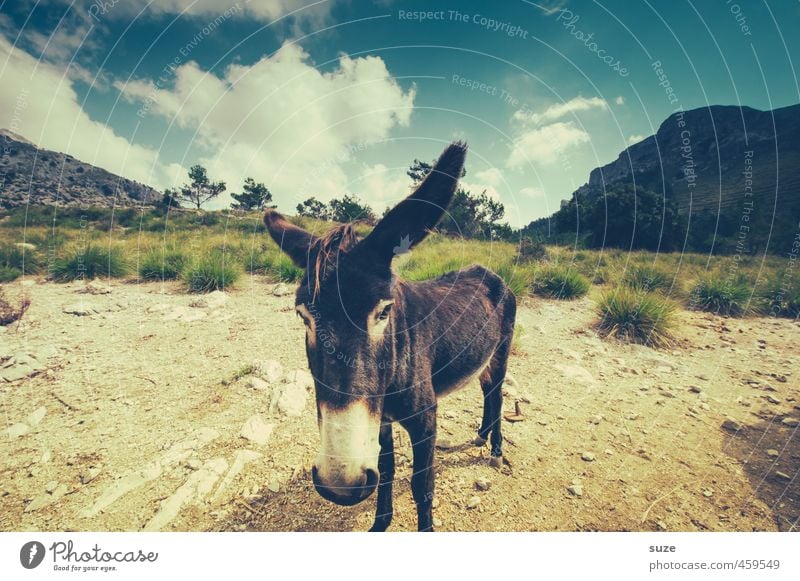 Animal with long ears Vacation & Travel Summer Mountain Environment Nature Landscape Elements Earth Sky Meadow Farm animal Animal face 1 Cute Gloomy Dry Majorca