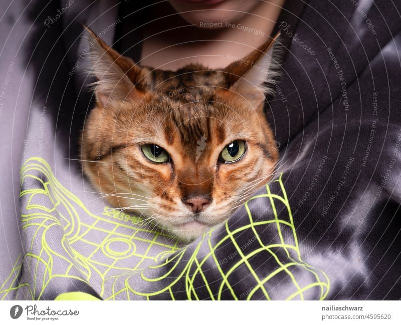 Angry Cat Forward Close-up Studio shot Colour photo Endurance Love of animals Self-confident Joy Soft Thin Cute Curiosity Observe Pet Animal pretty Bengali Cat