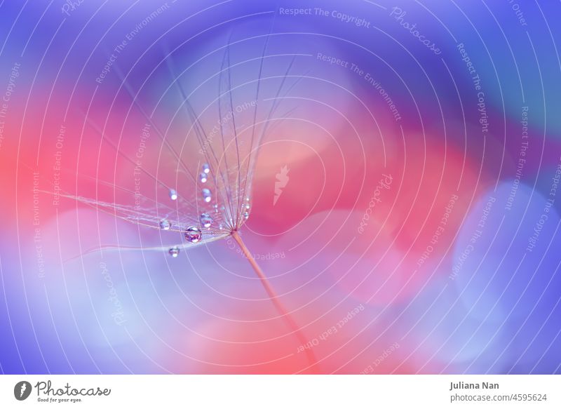 Beautiful Nature Background.Floral Art Design.Abstract Macro Photography.Pastel Flower.Dandelion Flowers.Blue Background.Creative Artistic Wallpaper.Wedding Invitation.Celebration,love.Close up View.Water Drops.Tranquil Natural Background.