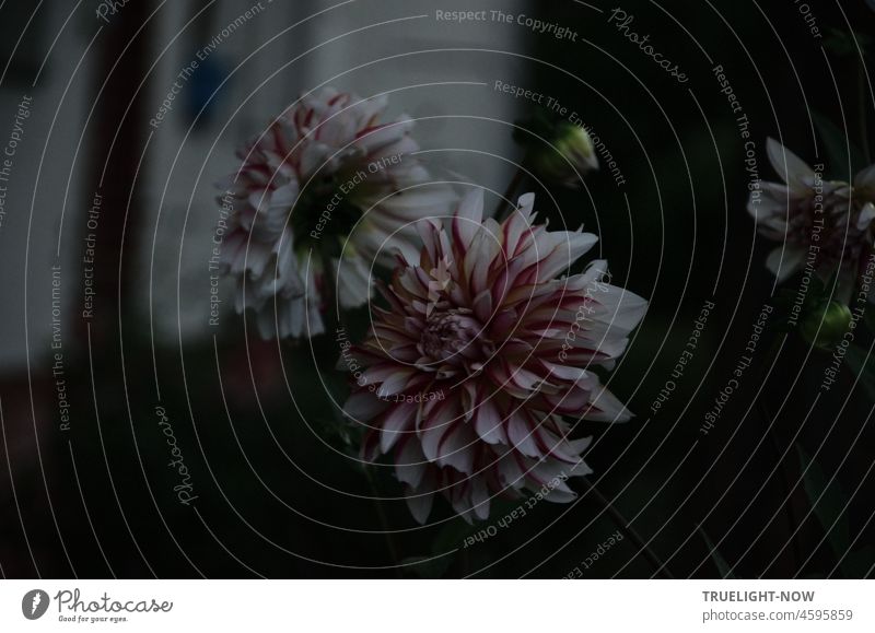 Dahlias late blooming / The time between day and dream / Dark secret asteraceae flowers Autumn Twilight korbblüter Ornamental plant Garden Park Evening Dusk