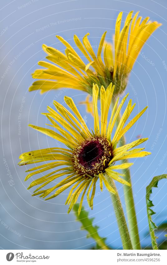 Gerbera, yellow inflorescence, wild form from South Africa Tongue blossoms Yellow composite Plant Flower asteraceae Compositae Herbacious shrub frost-sensitive