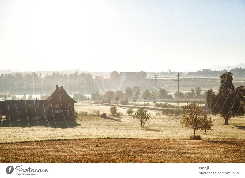 golden hour of the morning Environment Nature Landscape Plant Tree Meadow Field Natural Yellow Gold Agriculture Colour photo Exterior shot Deserted Morning