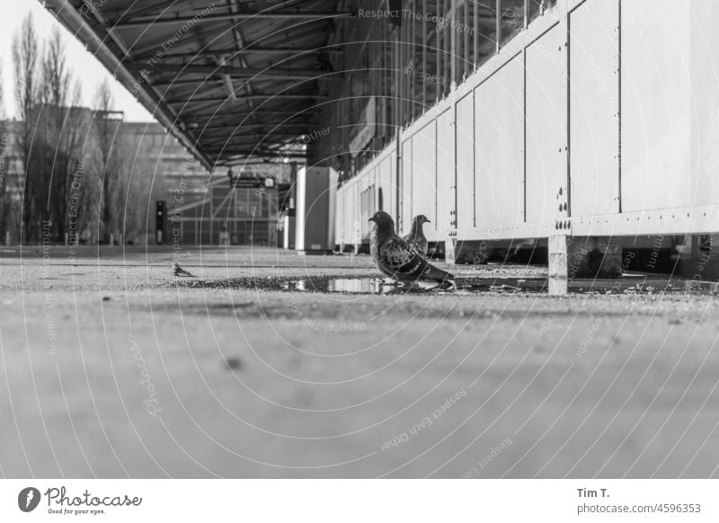 Two pigeons sitting on a platform next to a puddle b/w Platform Friedrichshain Warschauer Straße Berlin Commuter trains Train station Black & white photo