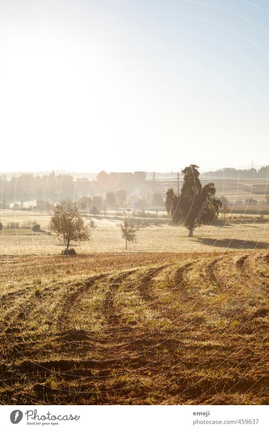 late summer Environment Nature Landscape Summer Climate Beautiful weather Field Warmth Brown Yellow Agriculture Colour photo Exterior shot Deserted Morning Day