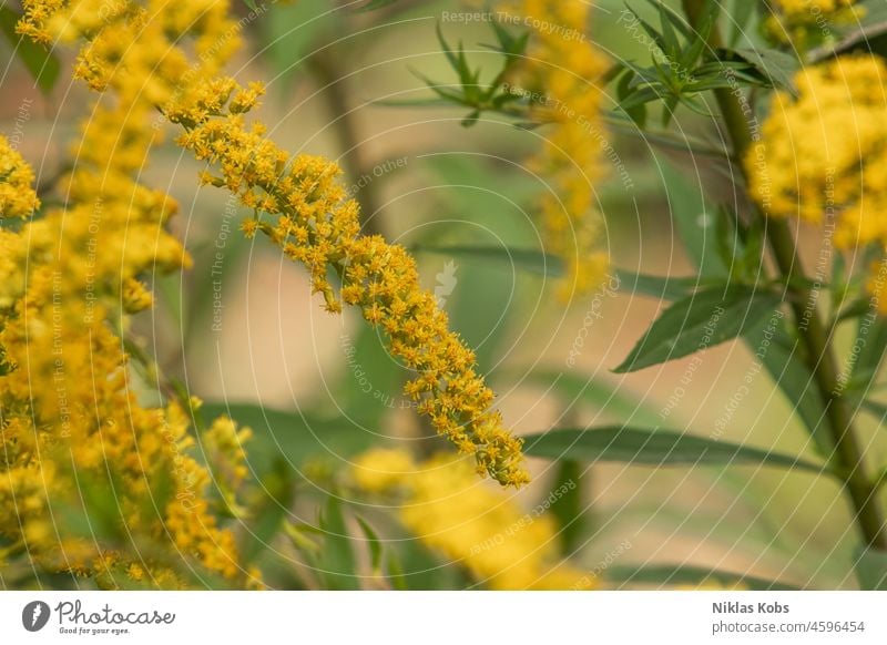 Yellow flower flowers Flower Nature Blossom Plant Still Life Colour photo Exterior shot Free Close-up Day