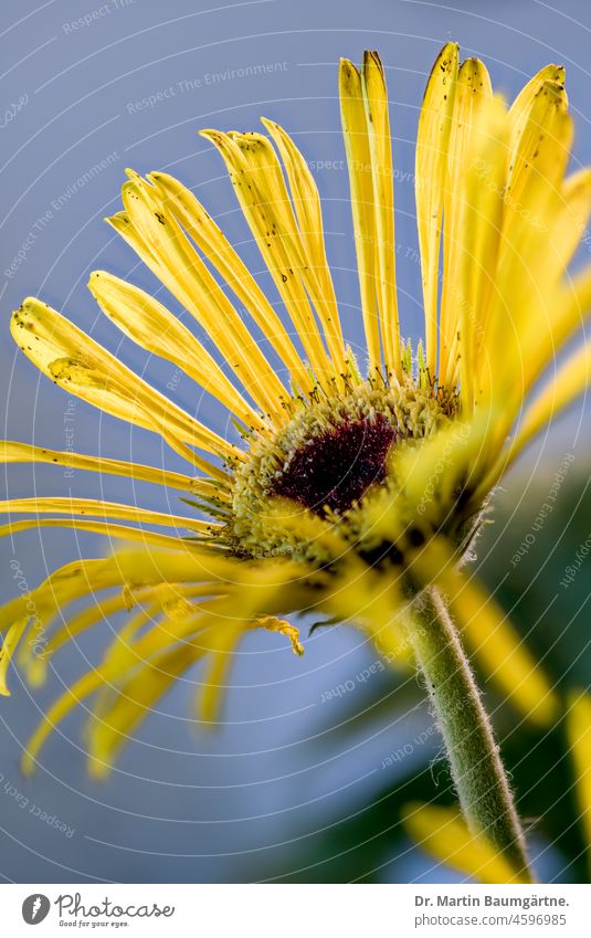 Gerbera, yellow inflorescence, wild form from South Africa Tongue blossoms Yellow composite Plant Flower asteraceae Compositae Herbacious shrub frost-sensitive