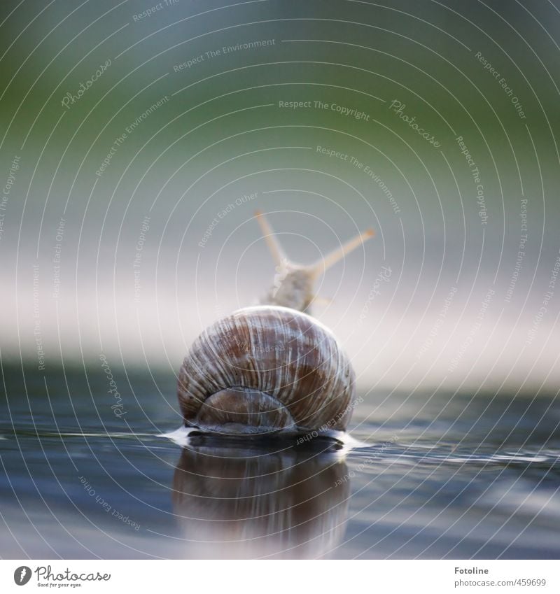 Animals, don't push! Environment Nature Elements Water Summer Wild animal Snail 1 Free Bright Small Near Wet Natural Vineyard snail Large garden snail shell