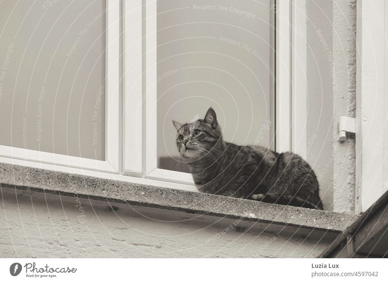 Tiger cat waiting on the window ledge for someone to let her in Cat Tabby cat crouch huddling Wait Window Windowsill Pet monitoring Observing cat Animal