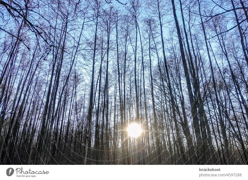 forest Forest Tree Nature Sun Sunbeam Light Deserted Sunlight Back-light Winter trees Landscape