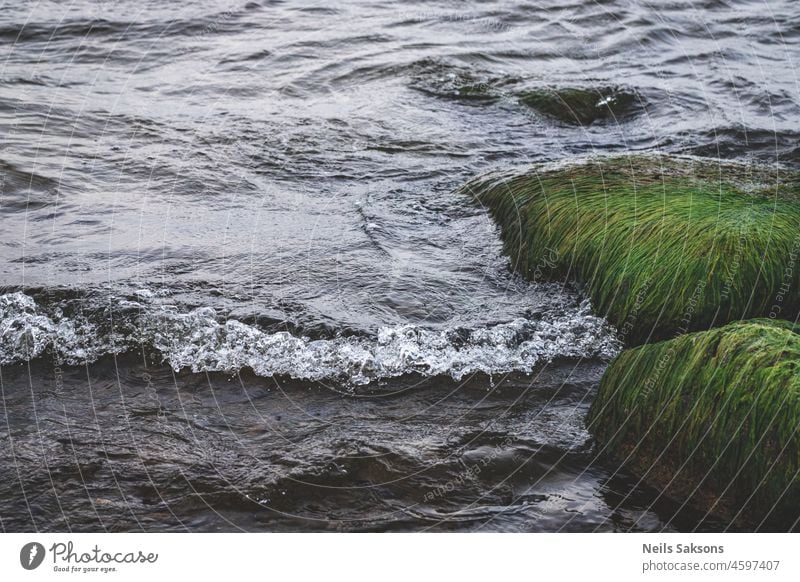 old green hairy trolls taking bath in Baltic sea abstract algae attached background beach beauty bottom bright calm closeup coast covered ecosystem environment