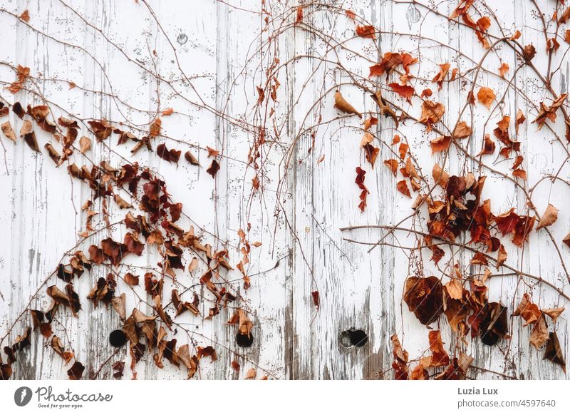 Autumn leaves on a wooden garage door, the white varnish already peeled off autumn colours Ivy vine Autumnal colours Nature autumn mood foliage Facade Leaf Limp