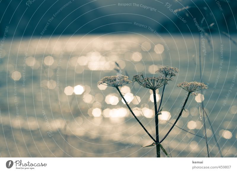 At the lake Environment Nature Landscape Plant Water Sunlight Summer Beautiful weather Flower Grass Lakeside Vils alp lake Glittering Growth Calm Colour photo