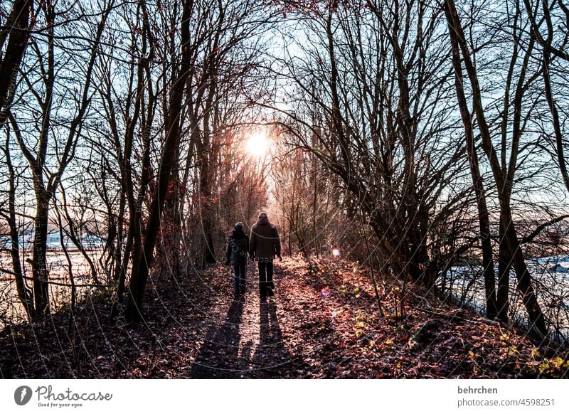 Autumn (t) Lanes & trails falling leaves Footpath Forest Bushes Tree Landscape Nature Beautiful weather Autumn leaves Seasons autumn mood Autumnal