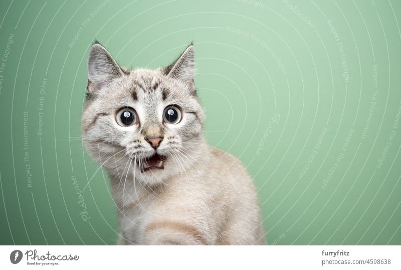 funny cat looking shocked with mouth open domestic cat shorthair cat mixed breed cat pets cute adorable feline fluffy fur tiny beautiful portrait studio shot