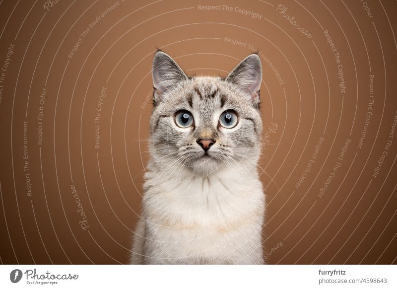 beautiful young cat portrait on brown background domestic cat shorthair cat mixed breed cat pets cute adorable feline fluffy fur tiny studio shot kitty