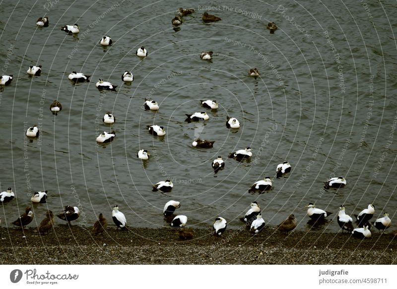 Eider ducks on Icelandic fjord Duck Duck birds Bird Animal Nature Wild animal Fjord Water coast bank group Many animal world Downy feather feathers Wild bird