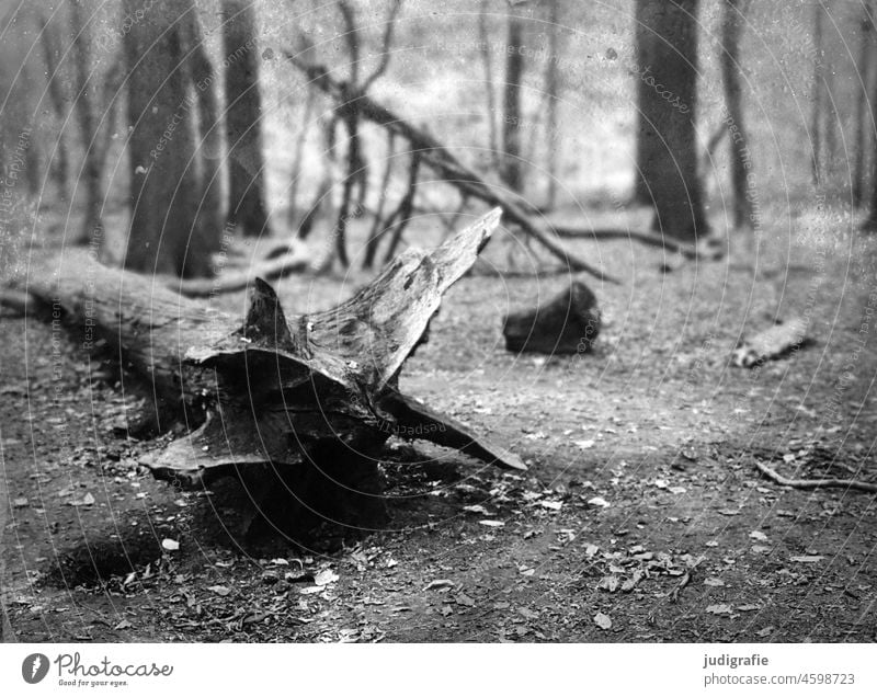 in the wood Forest Woodground trees Tree Root Log Environment Tree trunk Plant Landscape Forest death Environmental protection Forestry Dry aridity