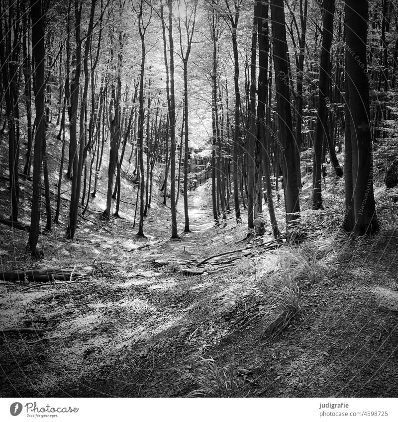 in the wood Forest Woodground trees Nature Tree Landscape Environment Light Forest walk Clearing Forest atmosphere Hiking Square Black & white photo Contrast