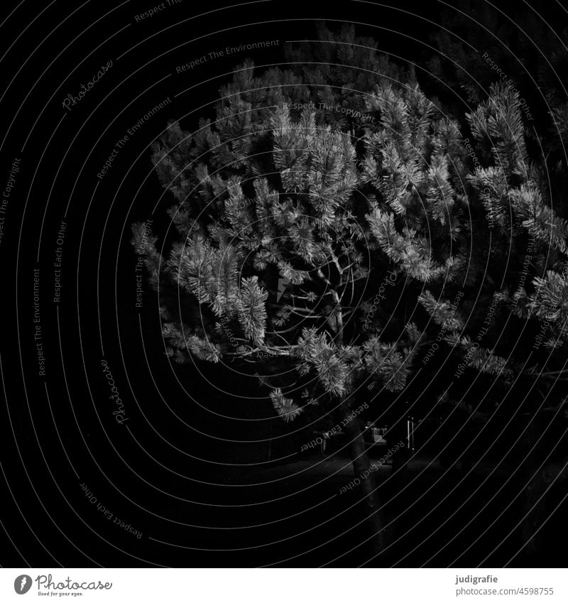 At night all the pines are grey Night Jawbone Tree Dark Light trees Eerie Mysterious Nature Forest Evening darkness Moody Black Fear Hissing Gray get lost pass