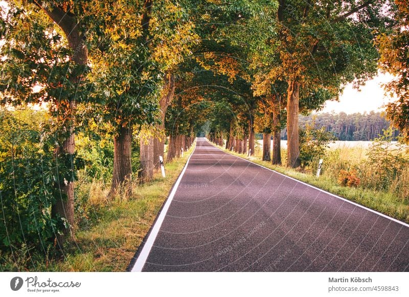 Country road in the Saarland in the light of the setting sun landstrasse star Sunlight Sunset golden light vacation travel recreation pretty Autumn case Tree