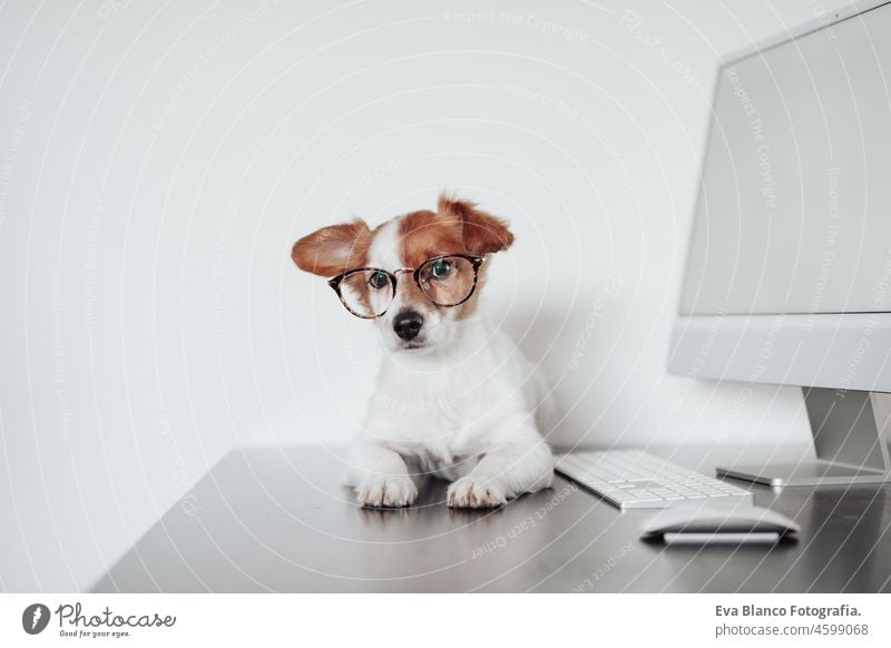 close up of funny jack russell dog wearing eye wear working at home office on computer. Technology and pets indoors laptop technology goggles intelligent