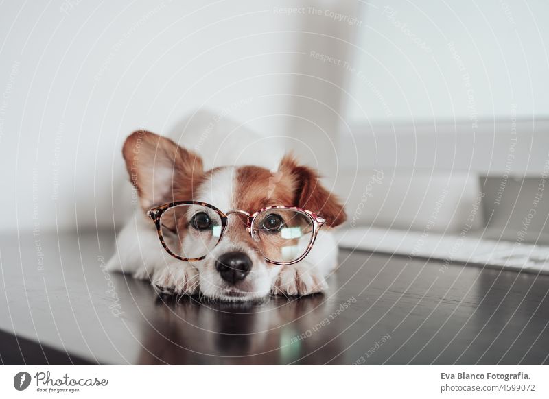 cute jack russell dog wearing eye wear working at home office on computer. Technology and pets indoors laptop technology goggles intelligent intellectual device