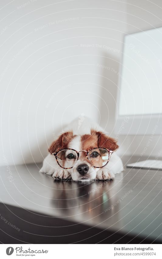 vertical close up of cute jack russell dog wearing eye wear working at home office on computer. Technology and pets indoors laptop technology goggles