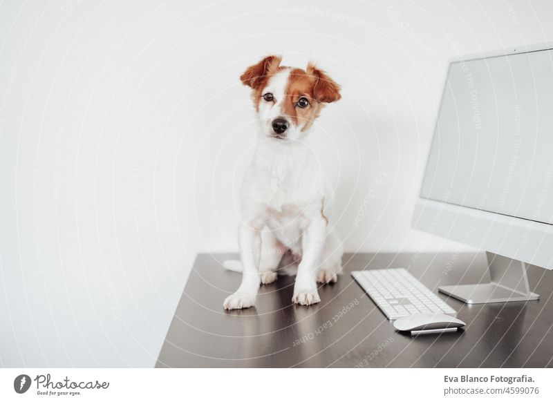 front view of cute jack russell dog working on computer at home office. Pets indoors and technology laptop goggles intelligent intellectual device eye wear