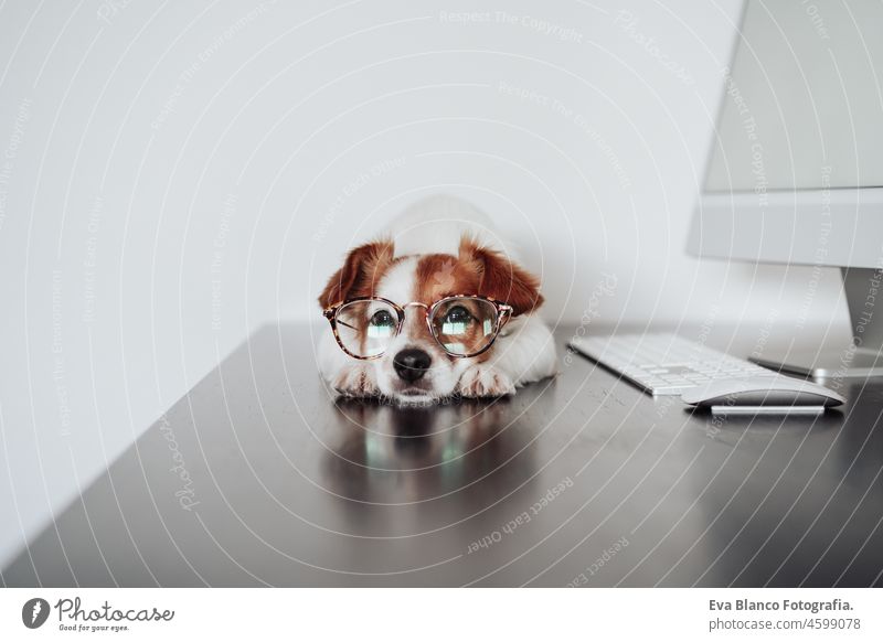 cute jack russell dog wearing eye wear working on laptop at home office. Pets indoors and technology goggles intelligent intellectual device keypad screen