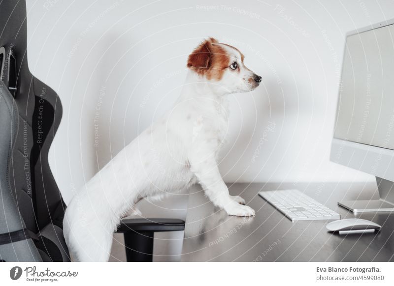 beautiful jack russell dog working on computer at home office. Pets indoors and technology laptop goggles intelligent intellectual device eye wear keypad screen