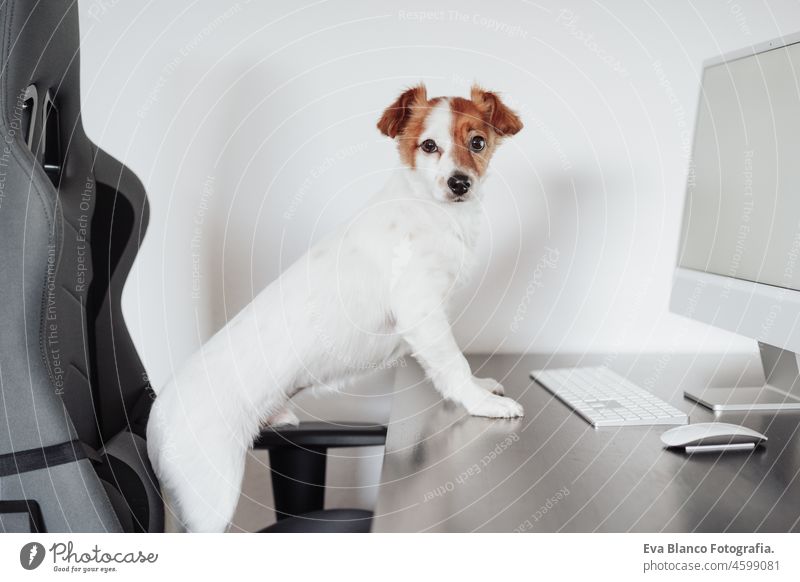 portrait of cute jack russell dog working on computer at home office. Pets indoors and technology laptop goggles intelligent intellectual device eye wear keypad