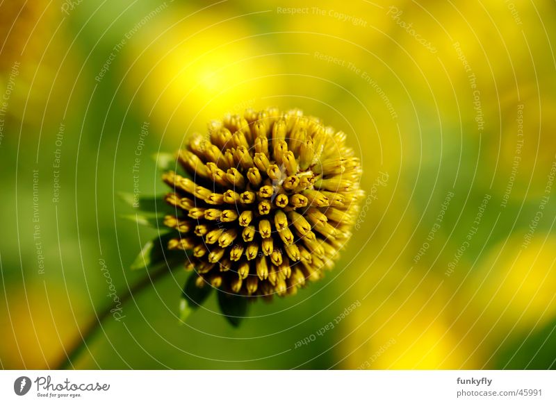 flower closeup Close-up Macro (Extreme close-up) Nature Background picture Yellow blury botanic botanical garden blossom seed beautiful natural petals vibrant