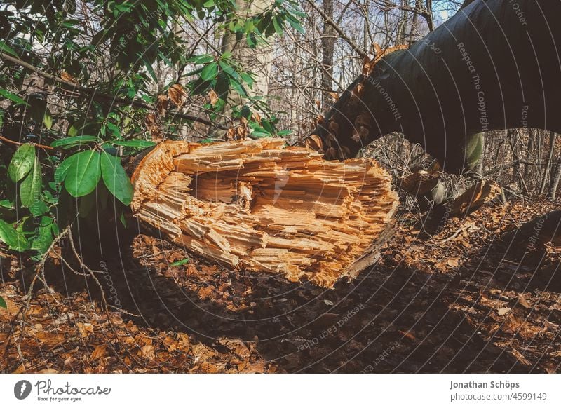 downed tree Topple over corrupted Tree Forest Storm Climate climate crisis woodland Nature Climate change Environment Landscape Destruction Broken snapped off