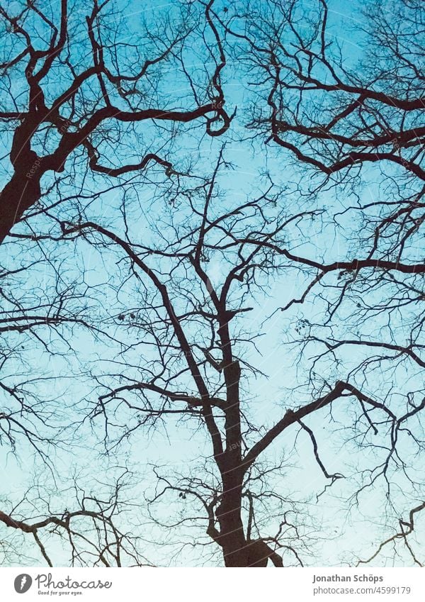 bare treetops in winter in front of sky Bleak Tree Winter Sky Worm's-eye view branches Treetop Blue sky Silhouette Branches and twigs Twigs and branches