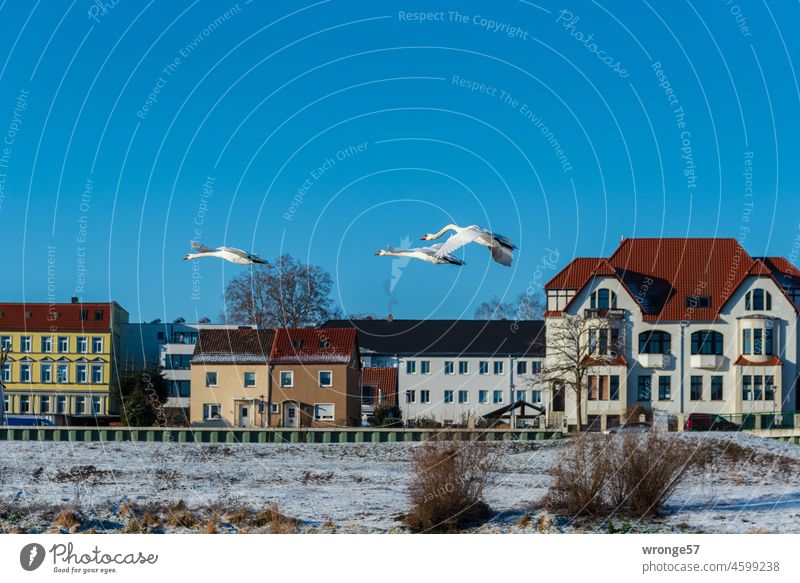 Beauty in the eye of the beholder | Fly-by of three swans on the old Elbe in Magdeburg topic day Beauty & Beauty Beauty of nature Beauty in nature