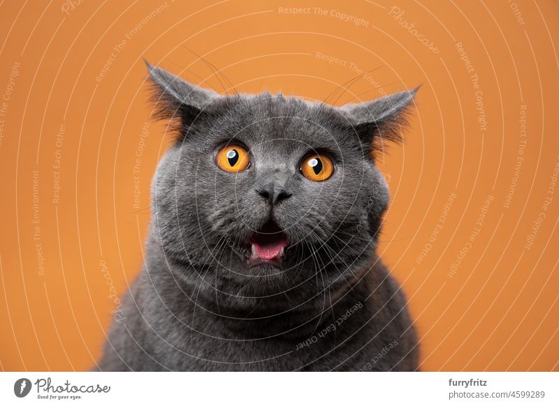 british shorthair cat funny face portrait looking shocked with ears folded back one animal studio shot indoors purebred cat pets blue gray fluffy feline fur