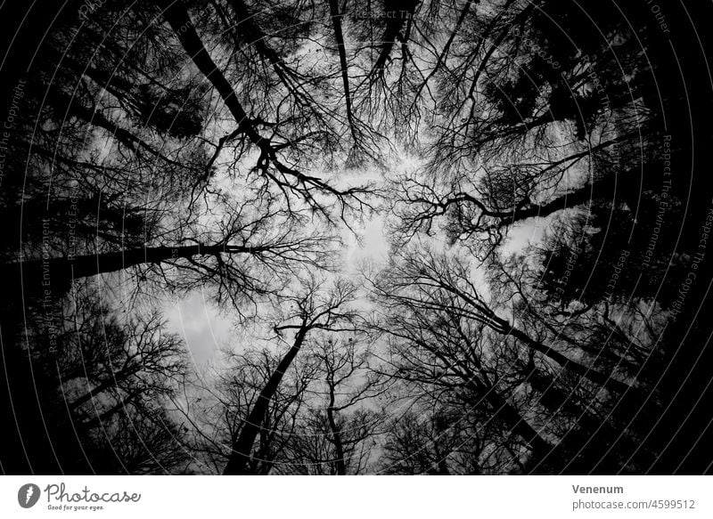 Tree tops without leaves in winter in forest, black/white forests trees Woodground Ground facilities Weed Ground cover Trunk tree trunks Nature Landscape