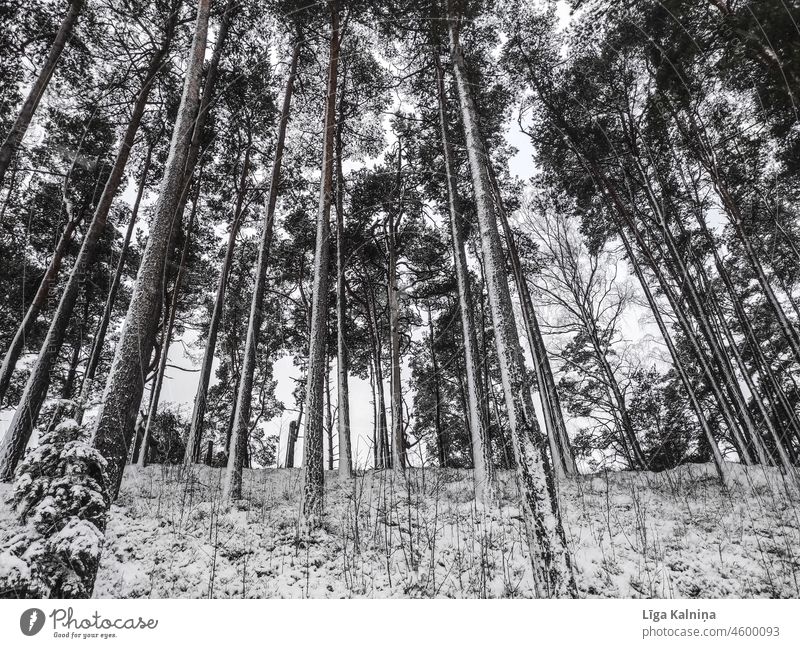 Forest in winter Winter Weather Winter forest Winter mood Winter's day Snow Cold Nature Environment Landscape Winter vacation trees Snow layer White Winter walk