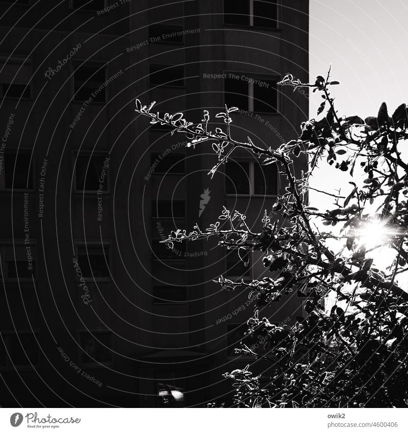 Black and white thinking Plant Hedge Bushes twigs thorns Winter Dismissive Cold Hoar frost iced ice crystals Ice sheet Detail Sunlight Back-light Mysterious