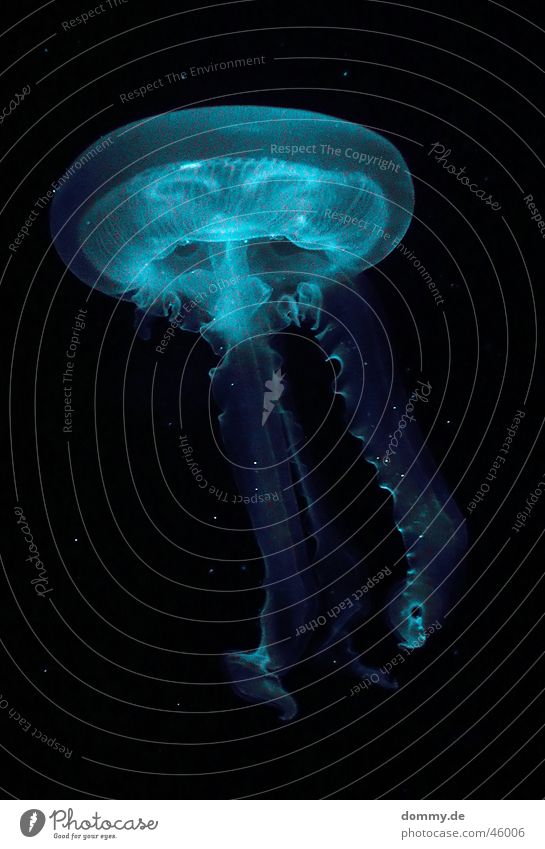 jellyfish Jellyfish Living thing Hover Animal Round Black Ocean Tentacle Blue Bluish Water Life sea dweller transparent Swimming & Bathing