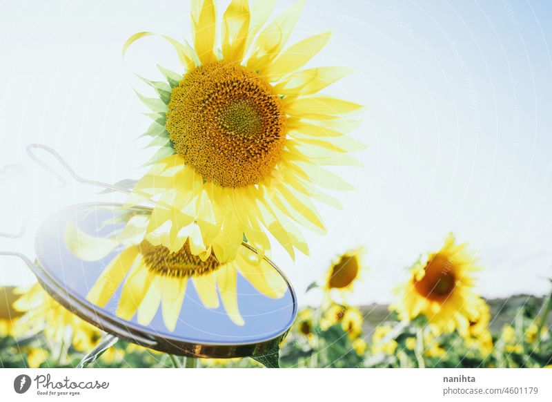 Sunflower field crops in a sunny day sunflowers summer autumn oil agriculture beauty beautyful background image surface nature natural work farm backlight