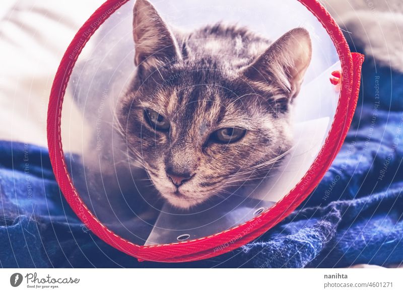 Gray cat wearing a protective collar at home after a surgery vet cone elisabethan collar ill injuries sad sadness hospital veterinary veterinarian health pet