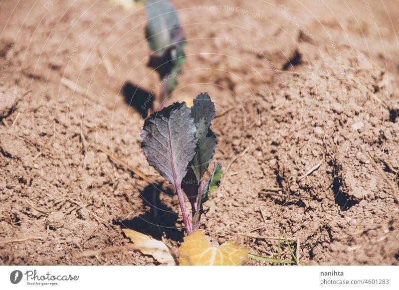 Sprouts of crops in a vegetable garden sprouts food planting farming till tilled soil earth plants organic bio harvest cultivating harvesting agriculture farmer