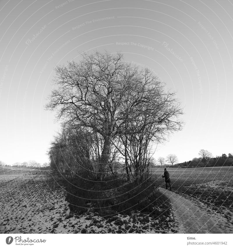 Tree circuit Sky Branch Nature change Transformation Tall Meadow Snow Climate change stroller bush Treetop Horizon