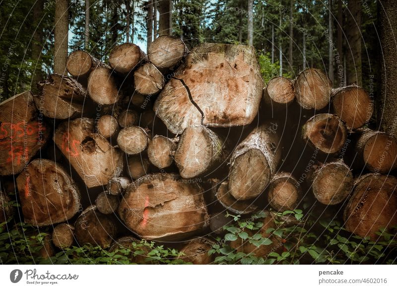 energisch Holz Wald Energie Rohstoff heizen Wärme Lager Holzlager Bäume Baumstämme Holzwirtschaft