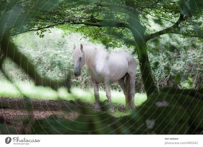 monitored Forest Animal Wild animal Horse 1 Esthetic Green White Colour photo Exterior shot Deserted Day Contrast Animal portrait Forward